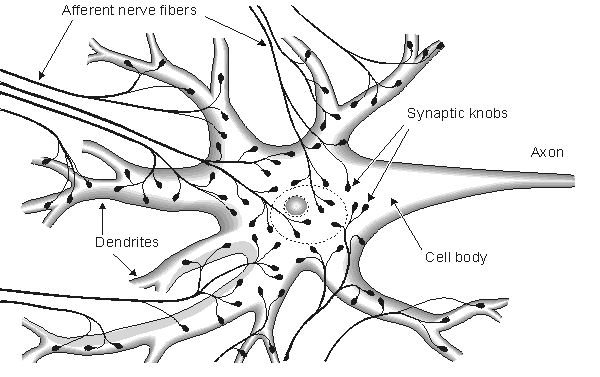 2. Nerve and Muscle Cells