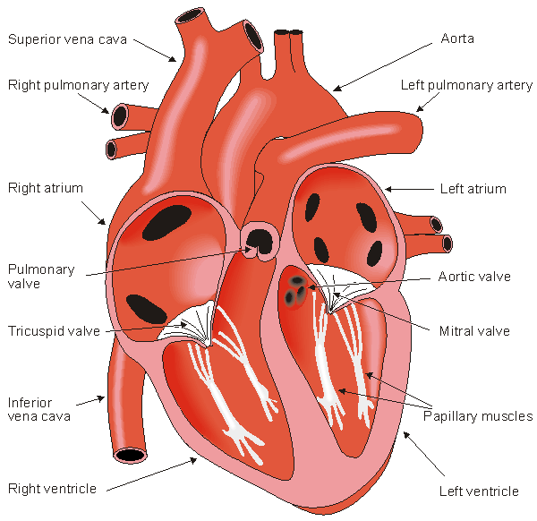 through the aortic valve 2011
